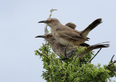 Curve-billed Thrashers, Seminole Canyon State Park