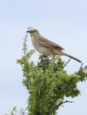 Curve-billed Thrasher, Seminole Canyon