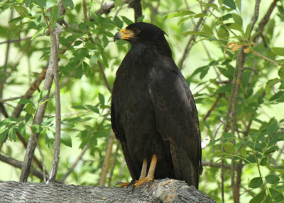 Common Black Hawk, Rio Grande Village