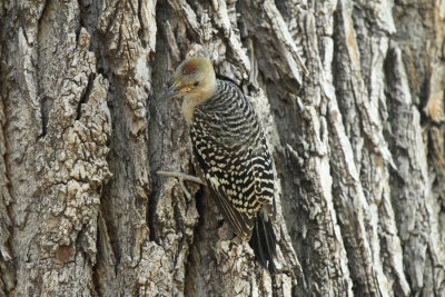 Golden-fronted Juvenile, Cottonwood Campground