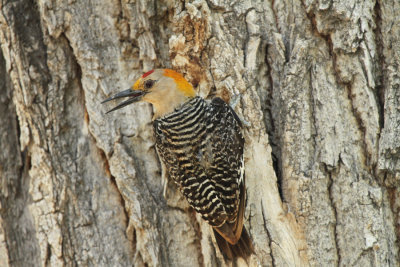 Golden-fronted Woodpecker, Cottonwood Campground