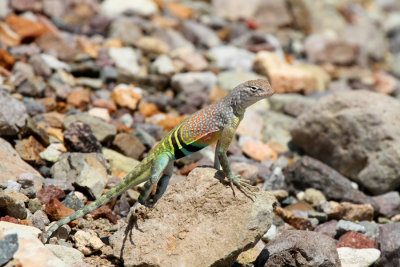 Greater Earless Lizard, Dug Out Wells