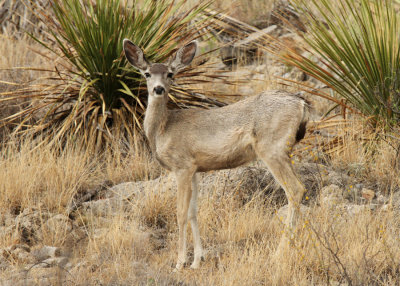 Mule Deer, Post Road