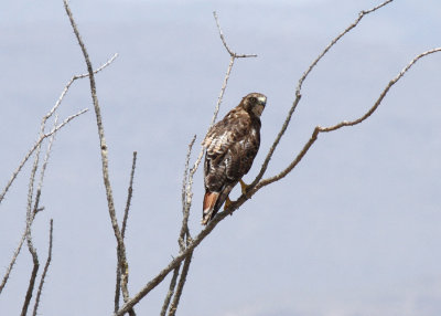 Red-tailed Hawk