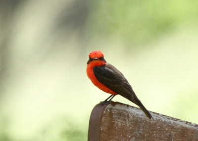 Vermillion Flycatcher, Rio Grande Village