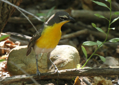 Yellow-breasted Chat, Sam Nail Ranch