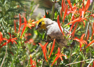 Verdin, Christmas Mountain Oasis