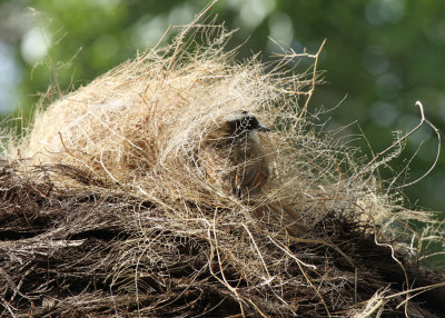 Great Kiskadee Nest