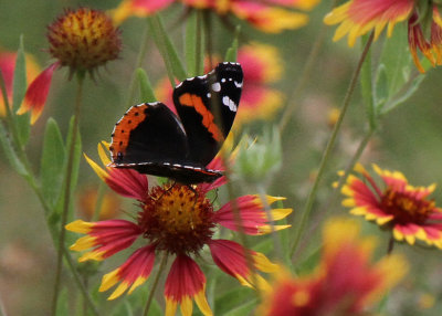 Red Admiral, Bexar County