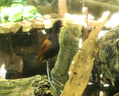 Amazon Jacana, Shedd Aquarium