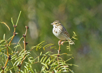 Savannah Sparrow, Calaveras Lake