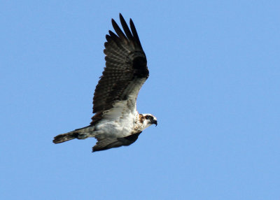 Osprey, Calaveras Lake