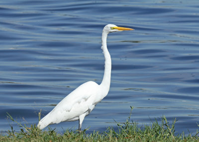 Great Egret, Braunig Lake