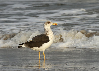 Lesser Black-backed Gull, Port Aransas, TX