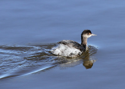Eared Grebe 