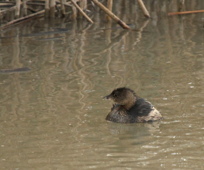 Pied-billed Grebe