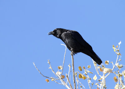 American Crow