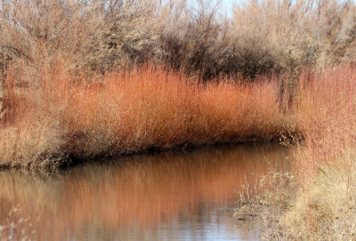Reed Reflection NM 