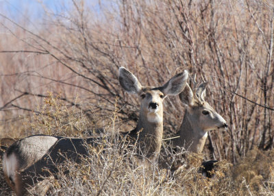 Mule Deer 