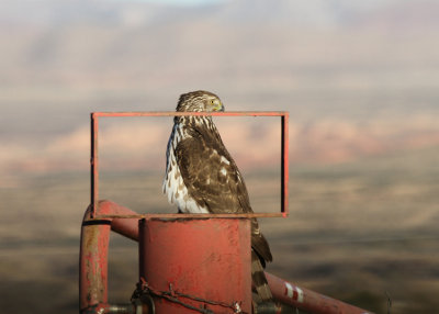 Cooper's Hawk Socorro, NM