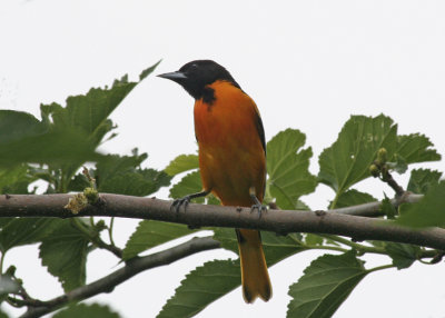 Baltimore Oriole Birding Center