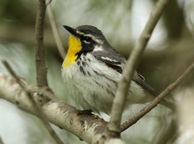 Yellow-throated Warbler Birding Center
