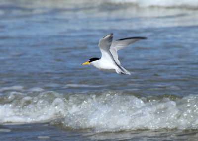 Forster's Tern PA