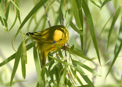 Yellow Warbler, Port Aransas