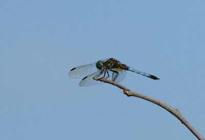 Blue Dasher, Mitchell Lake