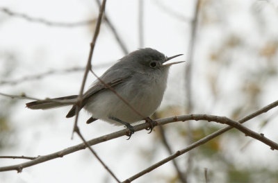 Blue-grey Gnatcatcher Edinburg Wetlands