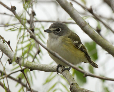 Blue-headed Vireo, Edinburg Wetlands