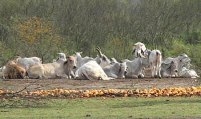 Brahman Cattle,  Weslaco 