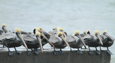 Brown Pelicans, Isla Blanca,  SPI