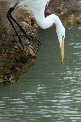 Great Egret,  Port Isabel 