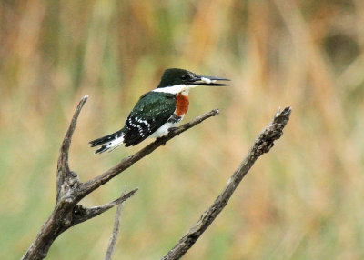Green Kingfisher, Estero Llano Grande SP