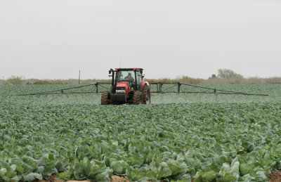 Cabbage Crop RGV 