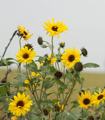 Sunflowers RGV
