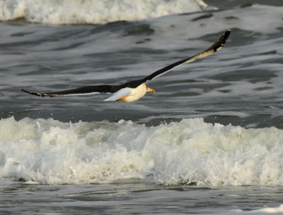 Lesser Black-backed Gull, Port Aransas