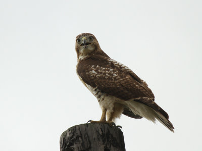 Red-tailed Hawk Juvenile CR 56