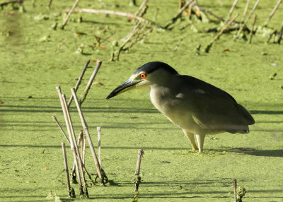 Black-crowned Night Heron, Paradise Pond