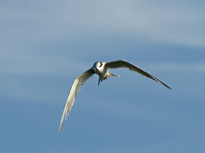 Forster's Tern, Birding Center