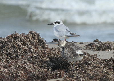 Forster's Tern and Black-bellied Plover