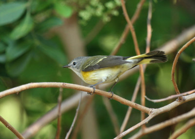 American Redstart, Birding Center