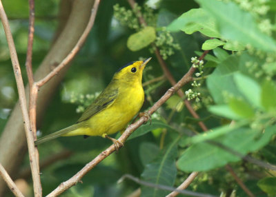 Wilson's Warbler, Birding Center