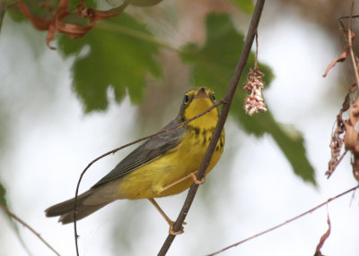 Lynn's Canada Warbler, Birding Center 