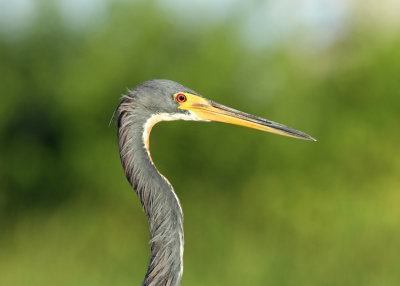 Tri-colored Heron, Birding Center 