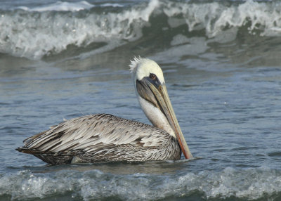 Brown Pelican, National Seashore