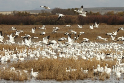 Snow and Ross's Geese, Bosque del Apache