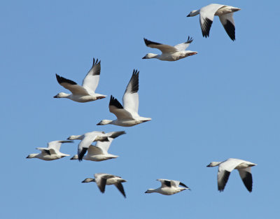 Snow Geese in Flight, Bosque 