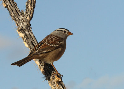 White-crowned Sparrow, Bosque